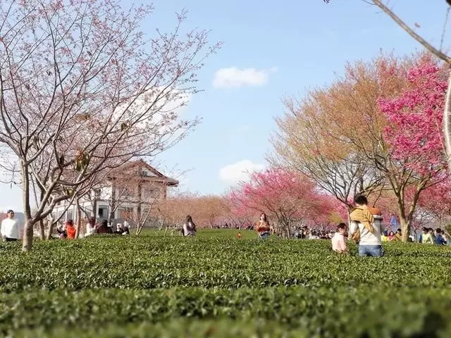 台品樱花茶园图片