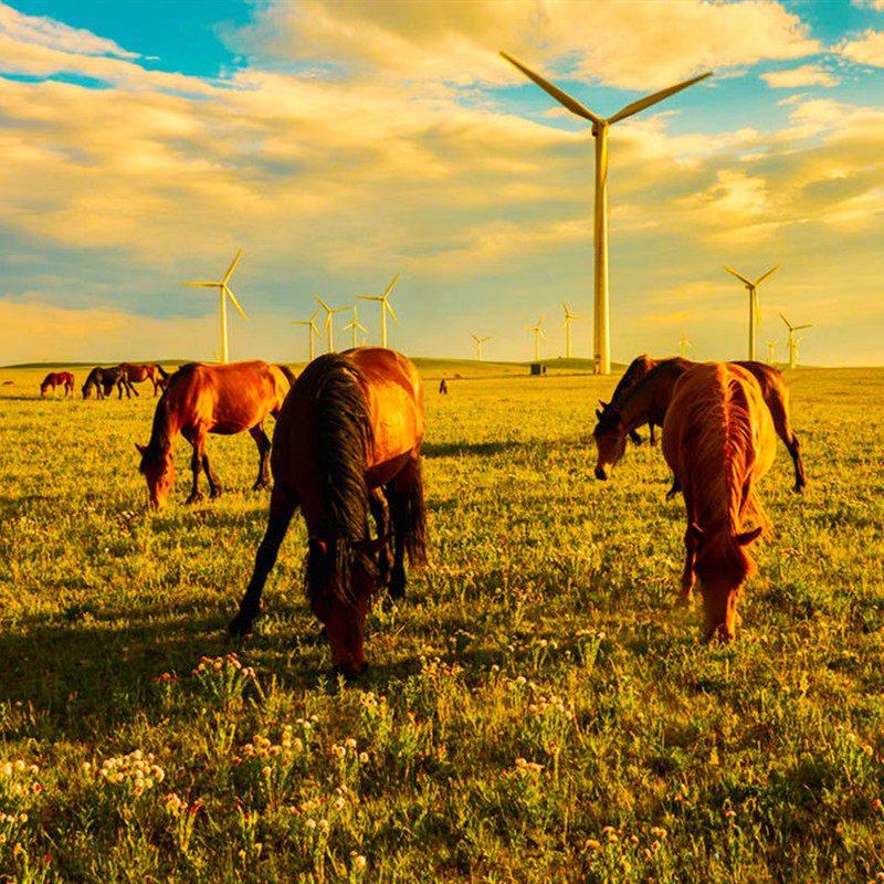 内蒙古呼和浩特旅游 希拉穆仁草原清水河老牛湾8日7晚自由行