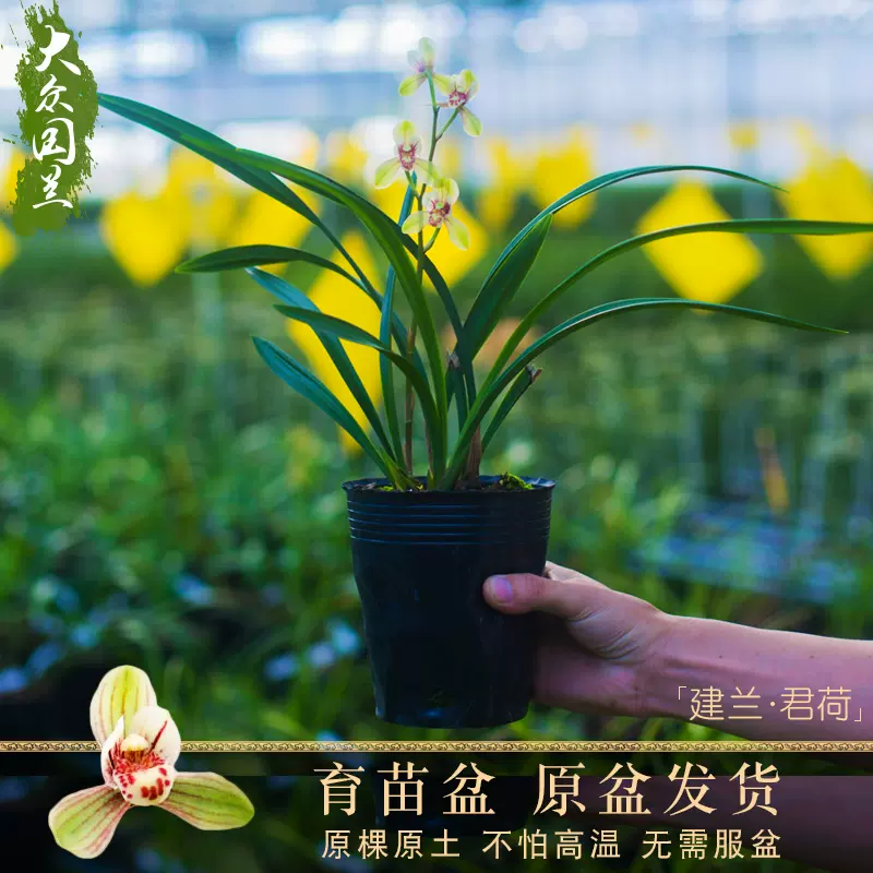 建兰君荷兰花大众国兰场兰草浓香盆栽植物名贵兰花苗