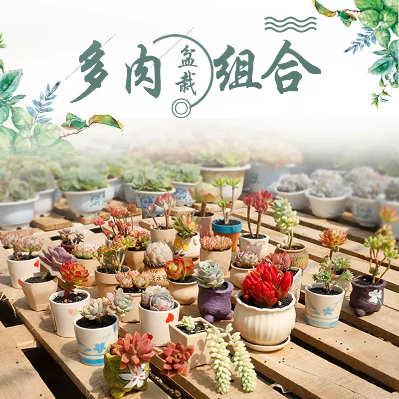 稀有多肉小老桩植物组合盆栽套餐大盆巨型超大肉肉清