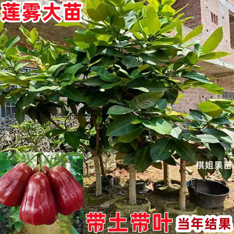 花付き！特大　レンブ取木苗木 台湾黑金剛 蓮霧 花付き！特大 レンブ取木苗木 台湾黑金剛 蓮霧 特大 レンブ取木