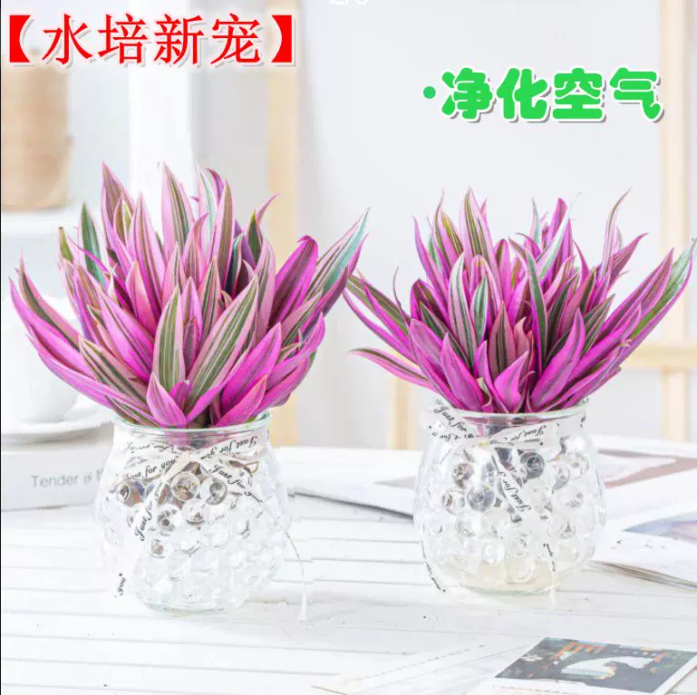 推荐 凤凰冠水培植物室内花卉绿植盆栽四季好养桌面懒人 推荐 凤凰冠水培植物室内花卉绿植盆栽四季好养桌面懒人
