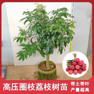 High -pressure ring litchi seedling pile dwarfed grafting litchi fruit tree seedlings potted plants planting north and south planting that year burst fruit