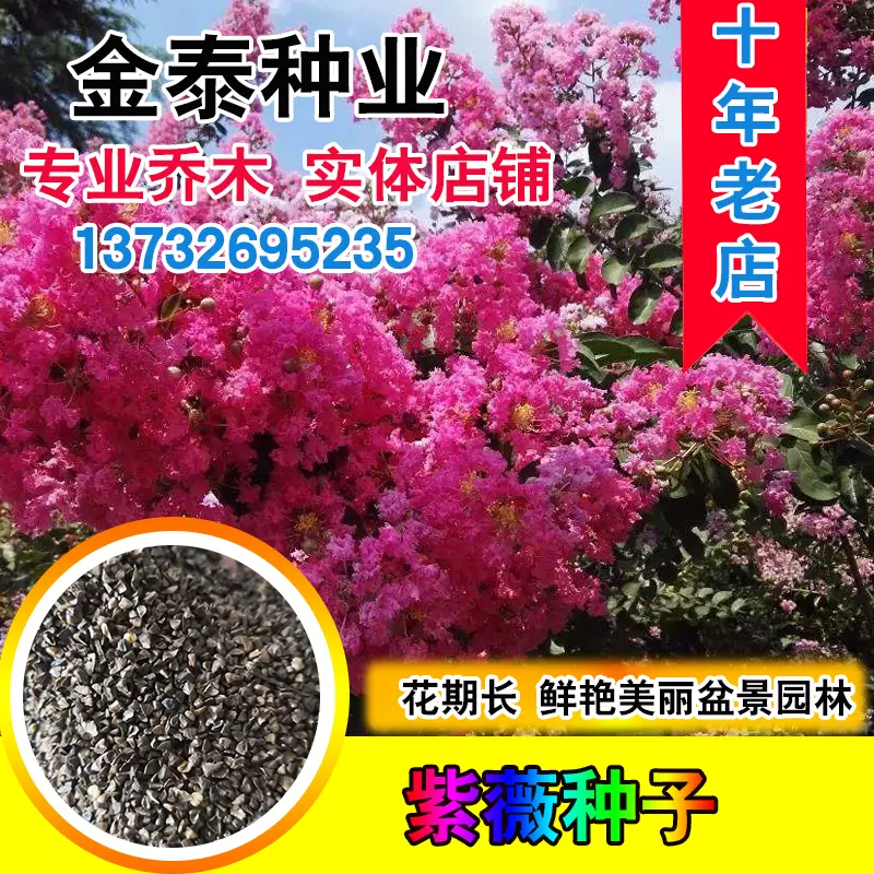 紫薇種子百日紅火球紅國旗紅速生美國紅火箭紫薇花樹苗種子