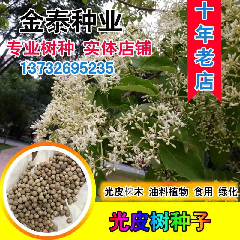 光皮棶木種子油料植物油脂食用綠肥綠化樹斑皮抽水樹