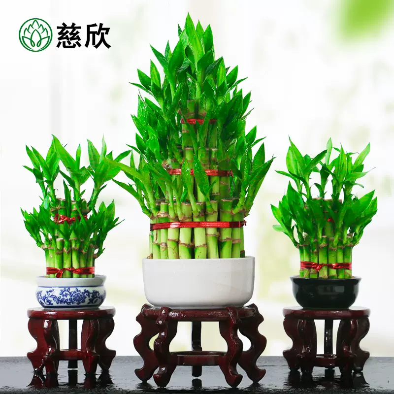 節節高竹塔富貴竹水培植物花卉水培室內辦公室小綠植竹子盆栽包郵-Taobao