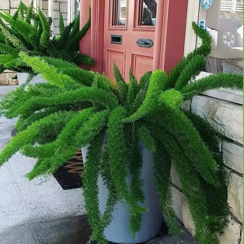 狐尾天门冬普通天门冬盆栽绿植花卉室内阳台盆景多年生四季