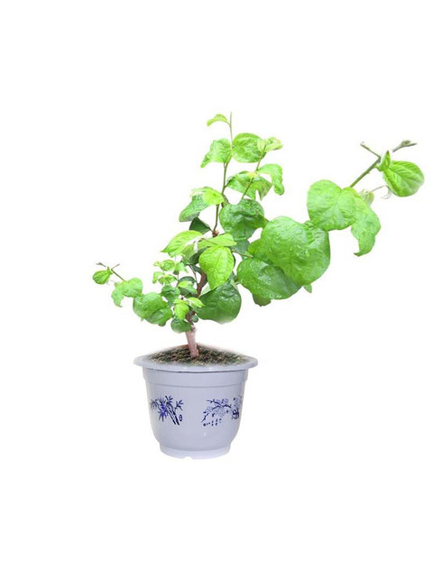 Taiwan's jujube fruit tree seedlings Gaolang dates grafted seedlings southern planting courtyard four seasons of potted land planting results of the year
