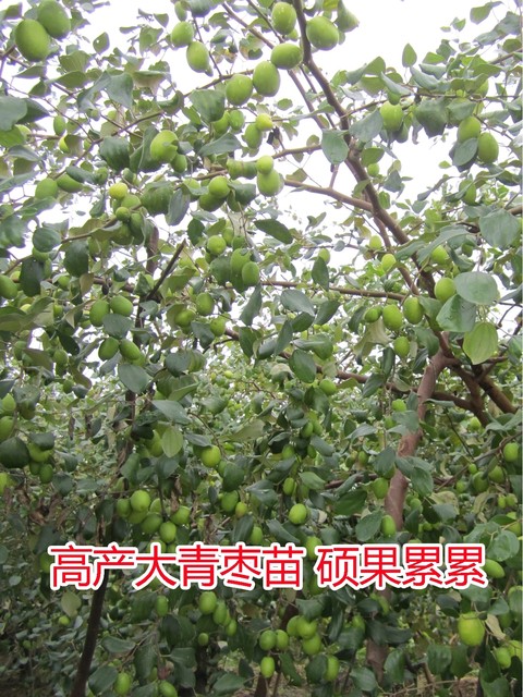 Taiwan's jujube fruit tree seedlings Gaolang dates grafted seedlings southern planting courtyard four seasons of potted land planting results of the year
