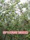 Taiwan's jujube fruit tree seedlings Gaolang dates grafted seedlings southern planting courtyard four seasons of potted land planting results of the year
