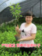 Taiwan's jujube fruit tree seedlings Gaolang dates grafted seedlings southern planting courtyard four seasons of potted land planting results of the year
