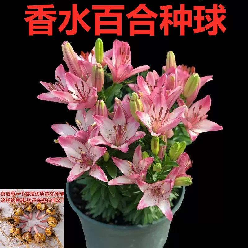 香水百合种球带芽百合苗耐寒四季盆栽室内阳台百合花种子