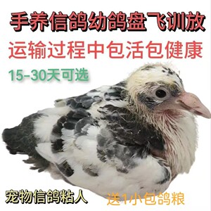 Hand-raised homing pigeons, flying young pigeons, live pigeons with rings, small pigeon seedlings, artificial feeding and flying, authentic pet homing pigeons