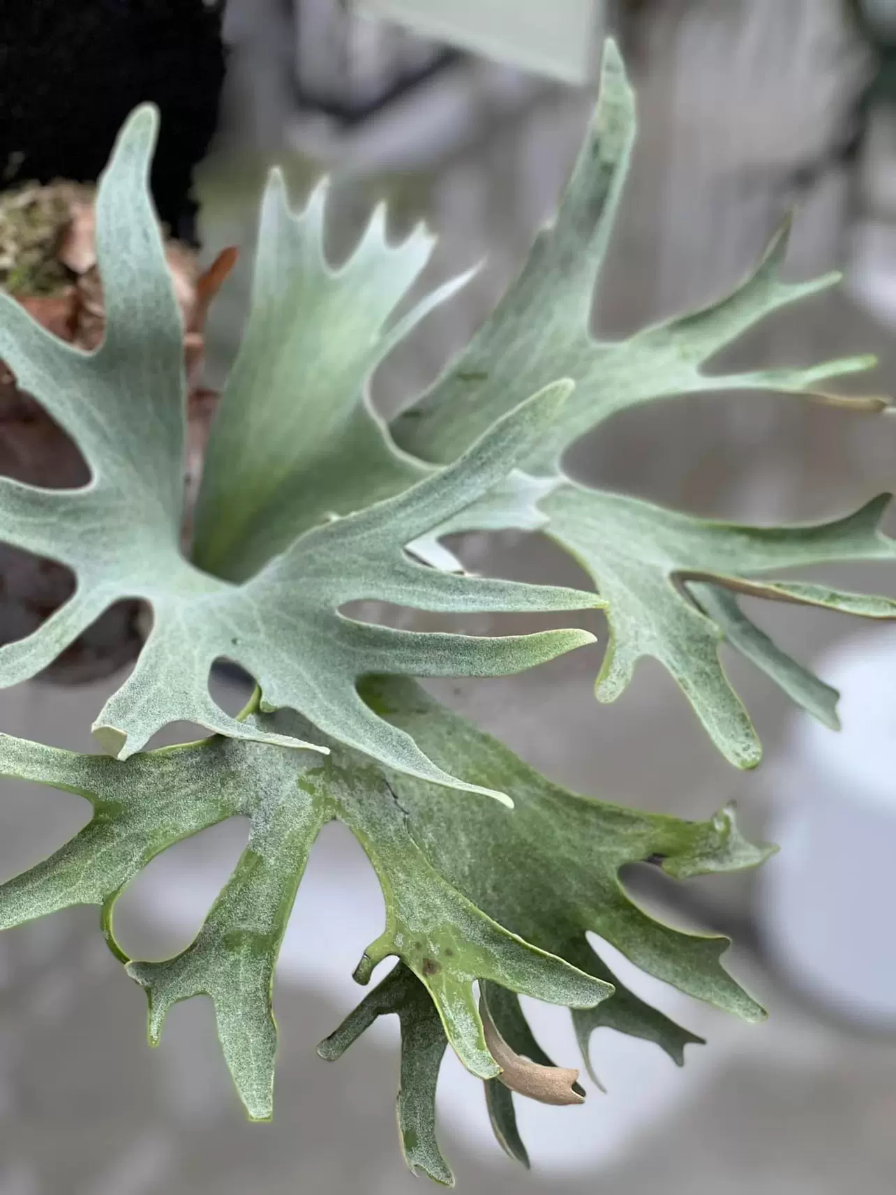 OC子株 platycerium ginka 銀華 pup ギンカ17ビカクシダ 【公式通販】