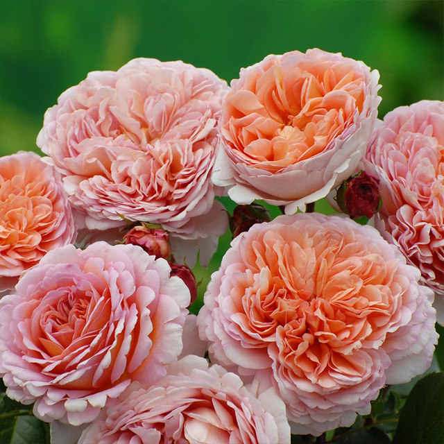 Abraham Darby rose seedlings, climbing vines, extralarge flowers