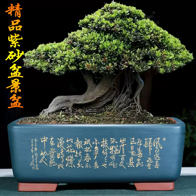 紫砂花盆長方盆景盆老樁叢林組合造景盆鐵樹花