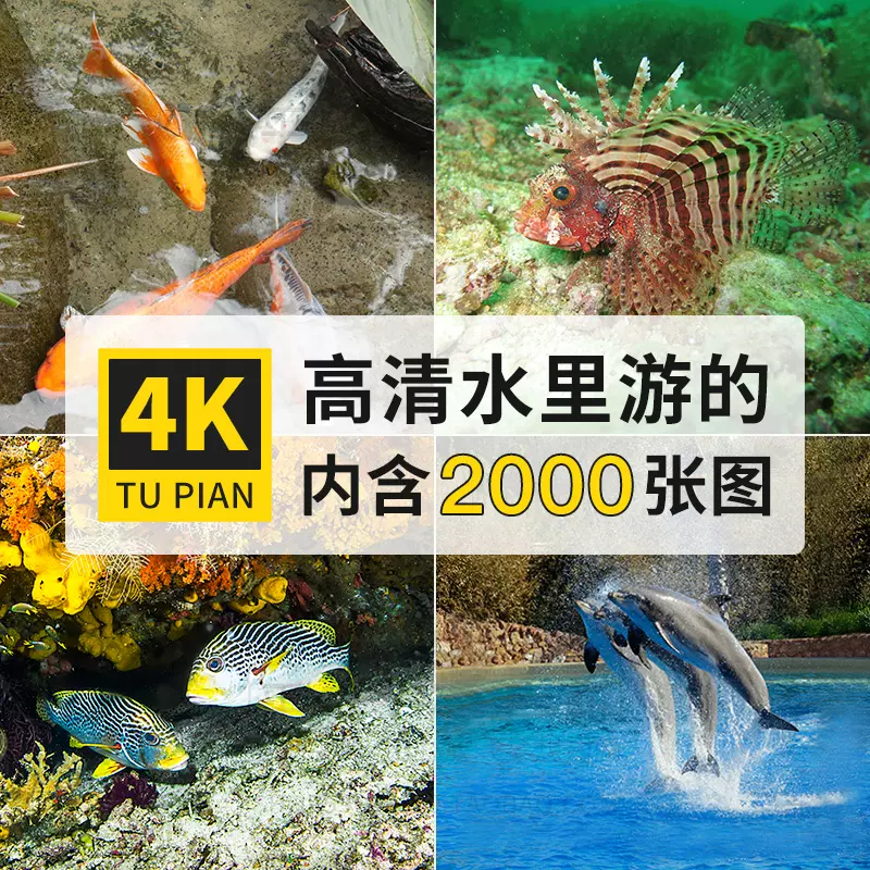 高清4k水裏海底動物豚星錦鯉魚攝影樓海報背景ps設計壁紙圖片素材 Taobao