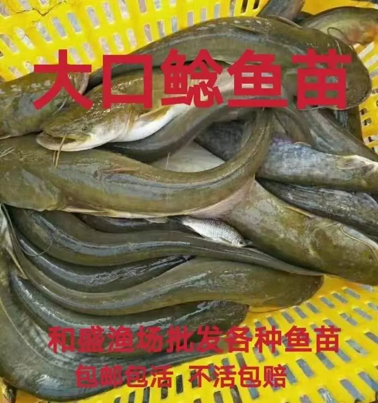 大口鲶鱼苗捕食性肉食鱼类杂鱼克星淡水活体养殖食用原生