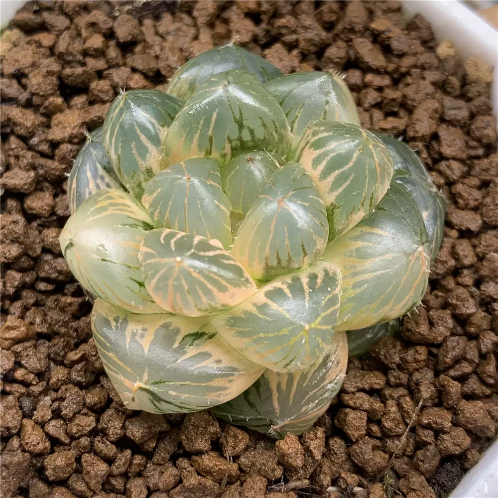 新品OM紫王玉露錦十二卷一物一拍多肉植物冰燈玉露萬象Haworthia-Taobao