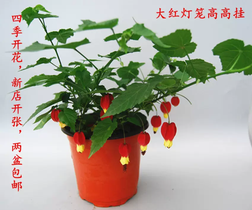 藤本花卉悬风铃花蔓性风铃花灯笼花红萼苘麻新品藤蔓