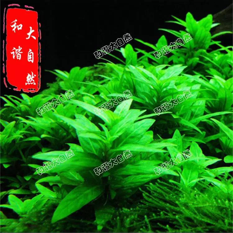 南美叉柱花水草 青叶柳 前景观赏活体水草造景鱼缸 水 南美叉柱花水草 青叶柳 前景观赏活体水草造景鱼缸 水