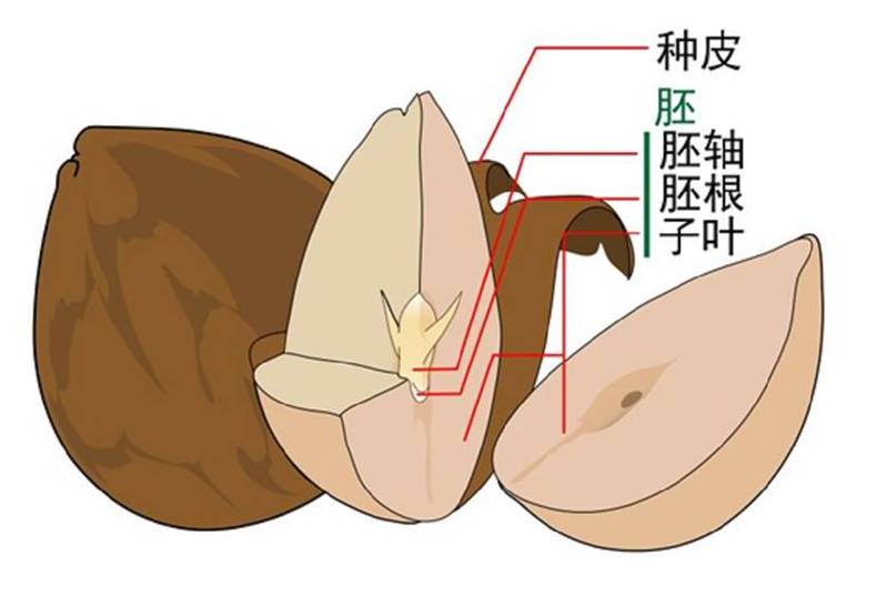 脆松子噶本脆，又香又脆又清甜(图11)