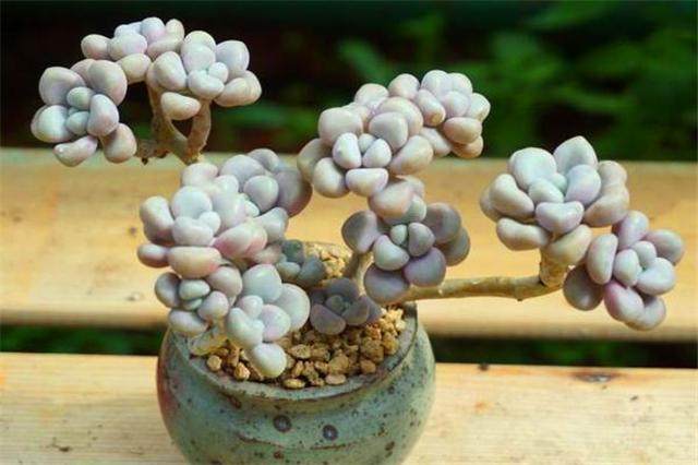 牢记这"4点",多肉艾伦叶片饱满晶莹 - 美优享 - 美丽优品分享好站