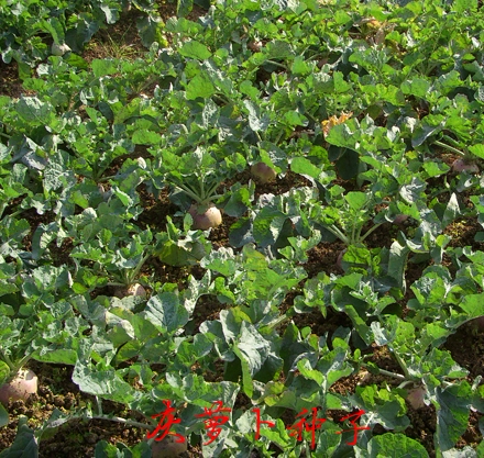 湖南灰色萝卜种子灰萝卜苗灰罗卜蔬菜种子 营养丰富 食用饲用均可