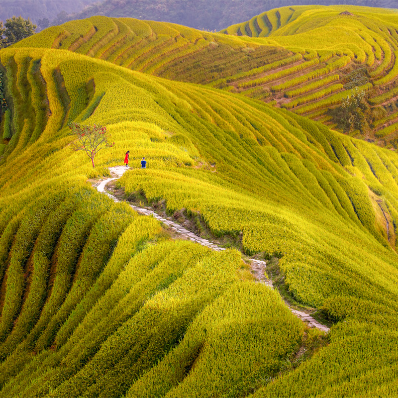 龙脊梯田2天1晚私家团纯玩桂林阳朔旅游金坑大寨平安寨二日游