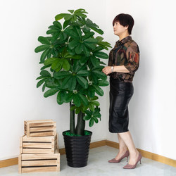 Artificial Plant Potted Money Tree Living Room Decoration Indoor Decoration Floor-Standing Flower Plastic Flower Large Fake Green Plant Bonsai
