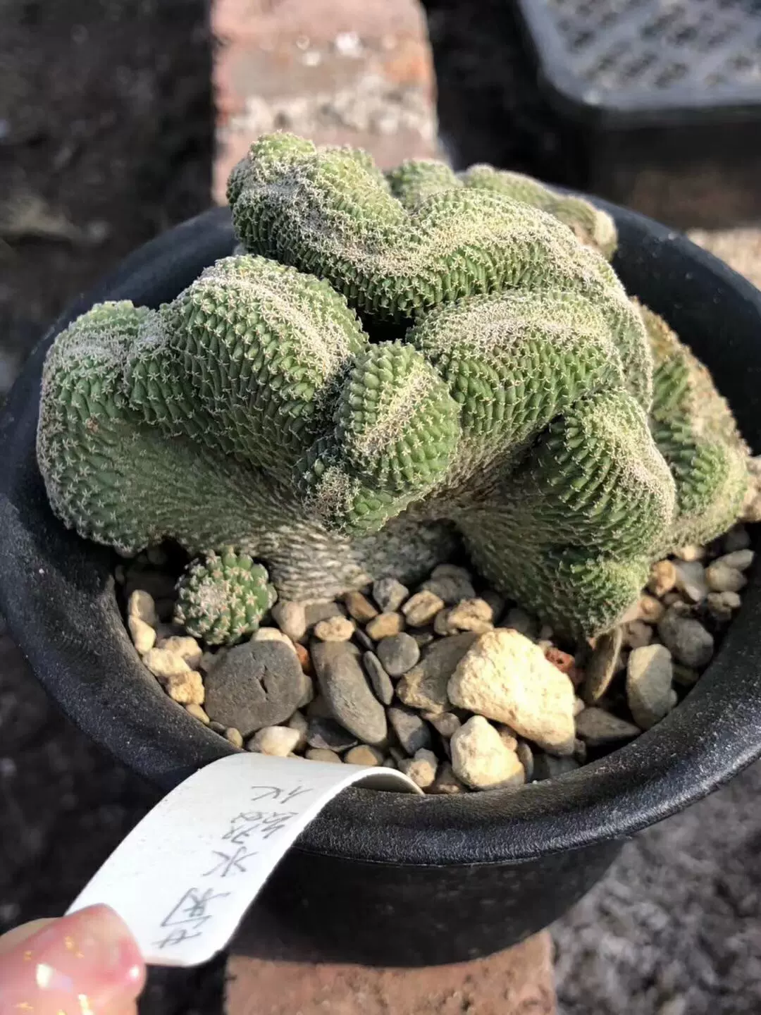 实生菊水缀化大群生输入品种仙人球一物一拍多肉植物 实生菊水缀化大群生输入品种仙人球一物一拍多肉植物