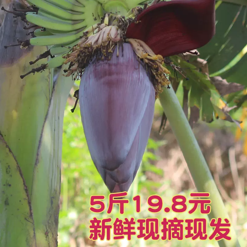 廣西野生芭蕉花新鮮食用5斤包郵香蕉心大蕉花蕾現摘農家自種綠色 Taobao