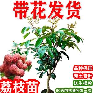 
Lychee saplings with flowers, lychee seedlings, ice lychee, cinnamon flavor, seedless lychee grafted seedlings with soil leaves, fruit seedlings grown in the south
