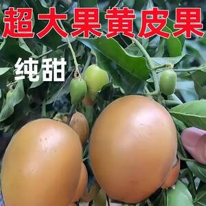 
Authentic grafted chicken heart yellow-skinned fruit tree fruit seedlings pure sweet rock sugar yellow-skinned fruit seedlings grown in the south with black golden-yellow skinned fruit seedlings with soil