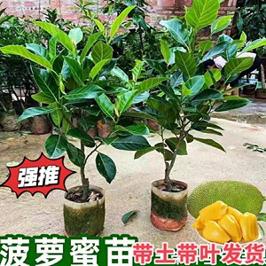
Jackfruit grafted saplings that bear fruit in the current year are cold-resistant and heat-resistant outdoor fruit tree saplings for all seasons. Pineapples can be planted in the north and south.