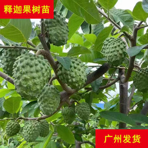 
Academy of Agricultural Sciences Sakyamuni saplings are planted in the south, Taiwanese pineapples, custard apples, Buddha's head fruit saplings are planted in basins