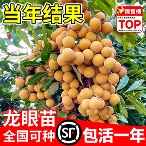 
Longan saplings, grafted seedlings, large seedlings, fruit seedlings, dwarfed old piles, stone gorges, longan tree seedlings, longan tree seedlings, longan seedlings, longan seedlings, longan seedlings