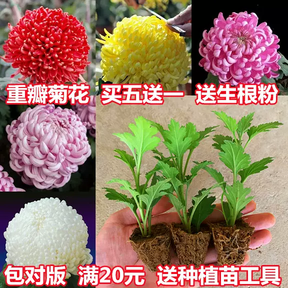 本物保証! 【花の苗】食用菊 苗 植物/観葉植物 - www.comunicandosalud.com