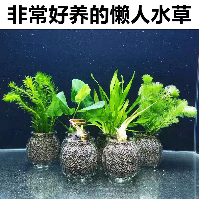 易养懒人活体真水草鱼缸造景装饰绿菊蜈蚣草红