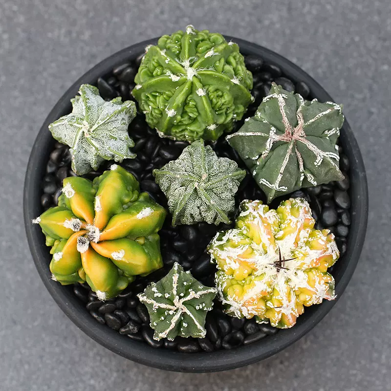 植物员外核桃鸾凤玉实生一物一拍白线复隆星球属