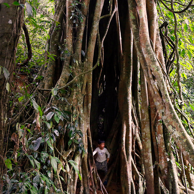 大咖说&bikego 西双版纳中科院植物园2h人工讲解云南旅游12人小团