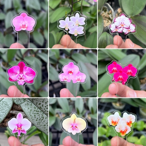 
[Homemade Phalaenopsis Orchid Tag 1] Homemade Acrylic Phalaenopsis Orchid Tag Tag with Leftover Orchids