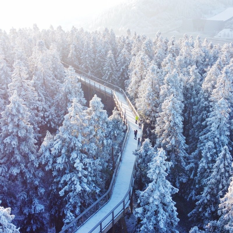 【冰雪仙女山】重庆武隆仙女山滑雪一日游玩雪真纯玩可选树顶漫步