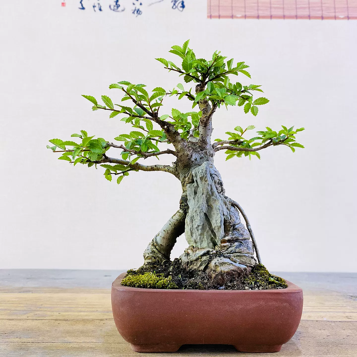 盆栽・水石用　卓　台座　史郎作　盆栽　水石　小卓　盆栽台 花台 飾台 木製 盆栽・水石用 卓 台座 史郎作 盆栽 水石 小卓 盆栽台 花台 飾台