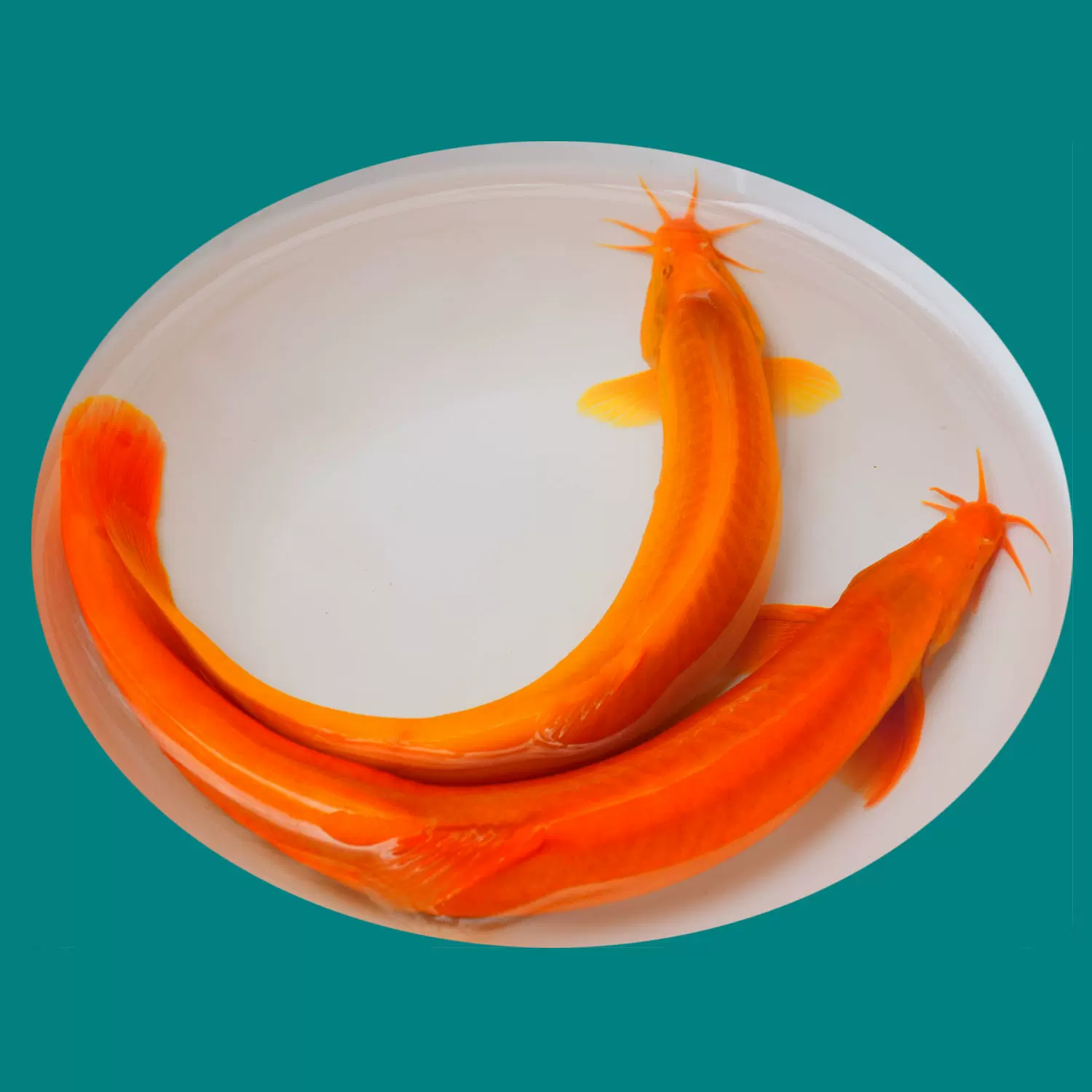 黄金泥鳅冷水观赏鱼好养耐活小金鱼清洁鱼孔雀鱼清洁鱼清道夫泥鳅