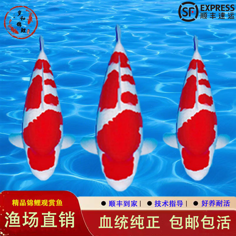 锦鲤入池，波光生辉-淘宝逛一逛