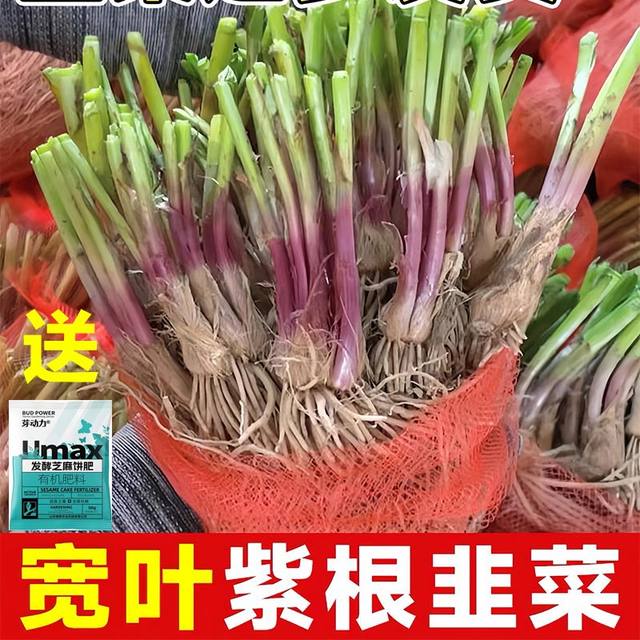 Leek root seedlings are now dug, small, large, broad-leaf, purple-rooted chive seeds, red four-season soil old varieties, balcony, Shouguang, Shandong