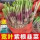 Leek root seedlings are now dug, small, large, broad-leaf, purple-rooted chive seeds, red four-season soil old varieties, balcony, Shouguang, Shandong