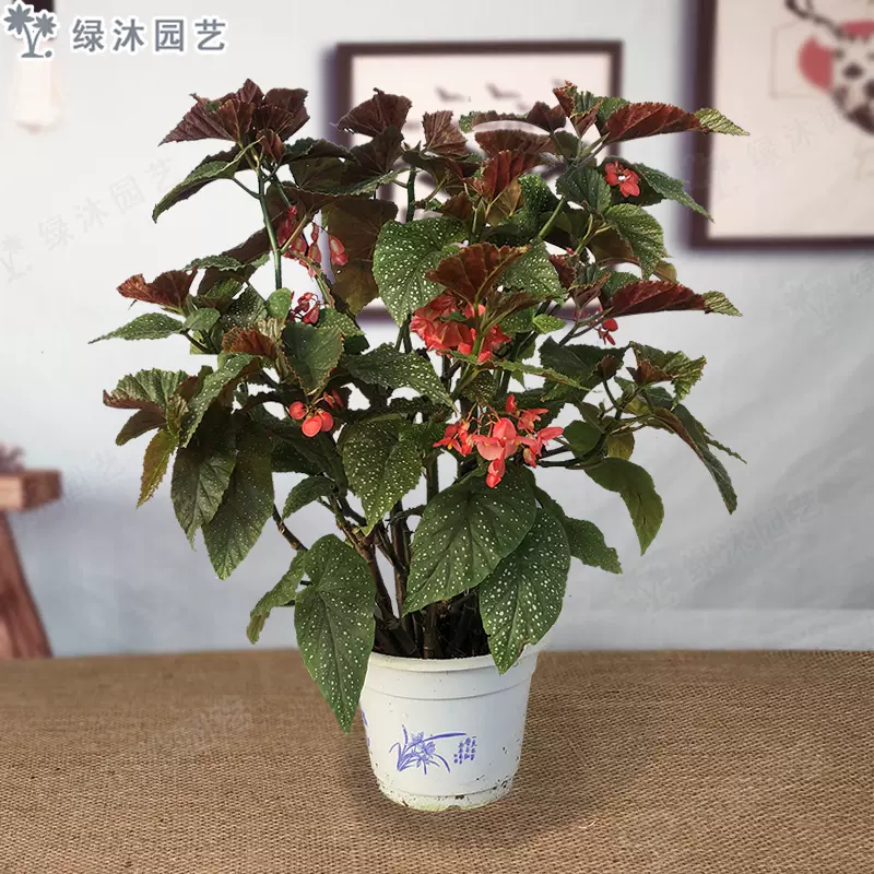 四季开花竹节海棠秋海棠盆栽花卉观花植物促销包邮室内迷你