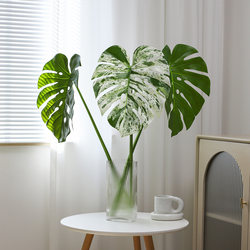 Simulated Green Plant Large Turtle Leaf Plant Fake Leaf Window Home Decoration Living Room Entrance Aisle Outdoor Landscaping